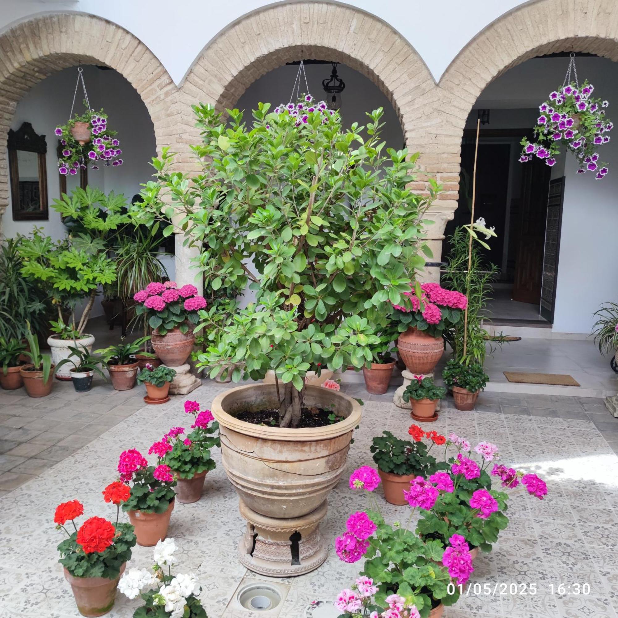 El Patio De Regina Cordoue