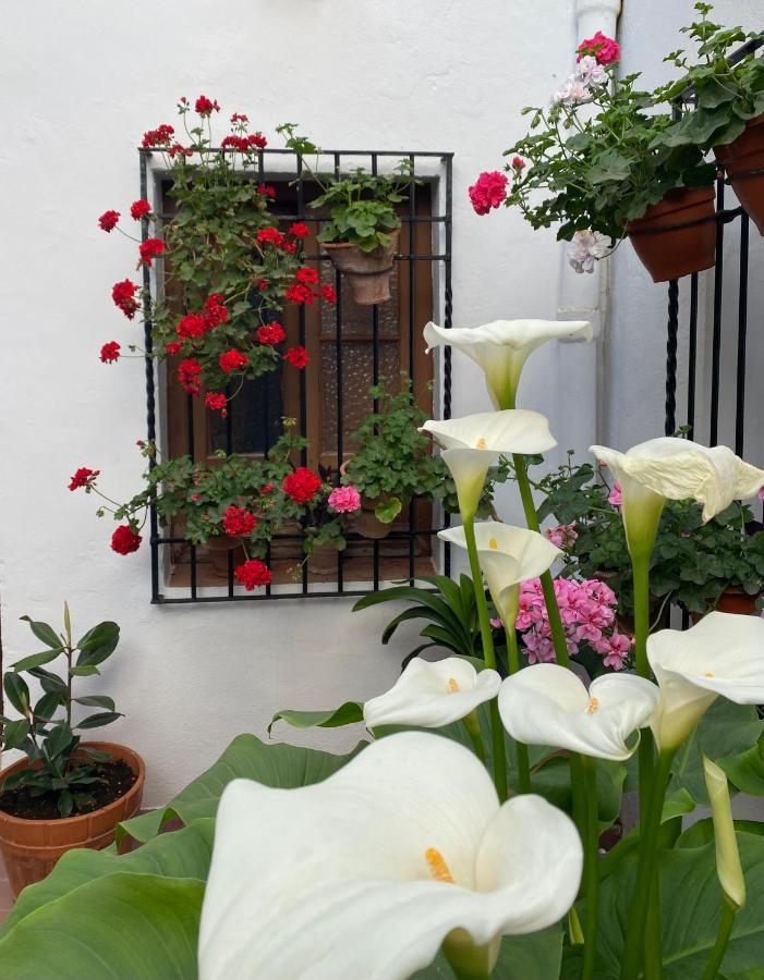 El Patio De Regina Kordoba
